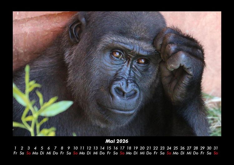Produktbild: Der Tierkalender 2026 Fotokalender DIN A3