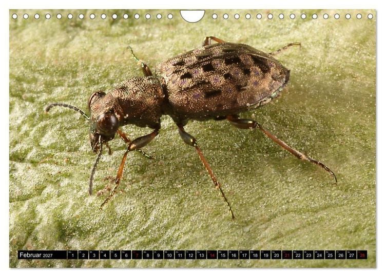 Produktbild: LAUFK&Auml;FER - CARABIDAE (Wandkalender 2027 DIN A4 quer), CALVENDO Monatskalender