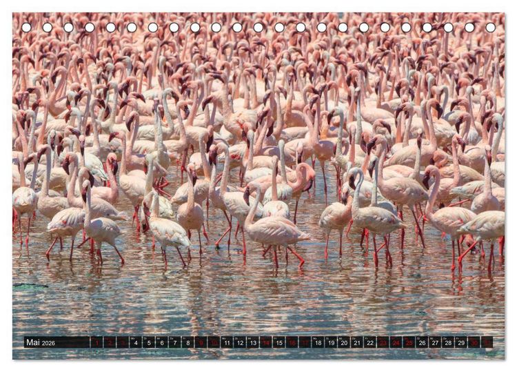 Produktbild: Auf Safari in Kenia 2026 (Tischkalender 2026 DIN A5 quer), CALVENDO Monatskalender