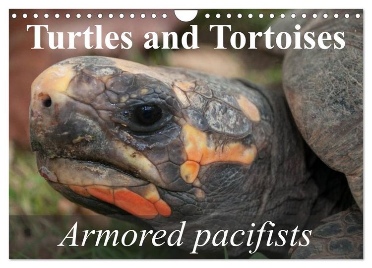 Produktbild: Turtles and Tortoises - Armored pacifists (Wall Calendar 2026 DIN A4 landscape), CALVENDO 12 Month Wall Calendar