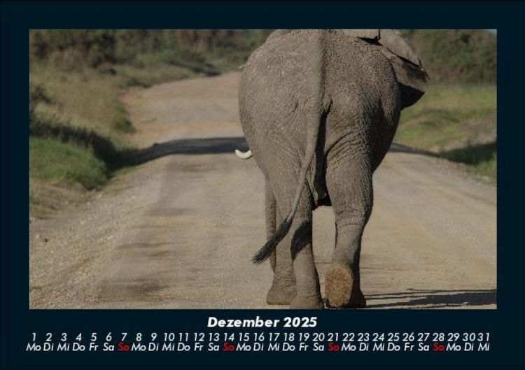 Produktbild: Der Elefantenkalender 2025 Fotokalender DIN A5