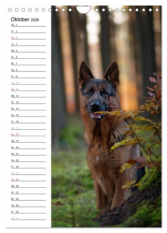 Produktbild: Deutscher Sch&auml;ferhund - unser bester Freund (Wandkalender 2026 DIN A4 hoch), CALVENDO Monatskalender