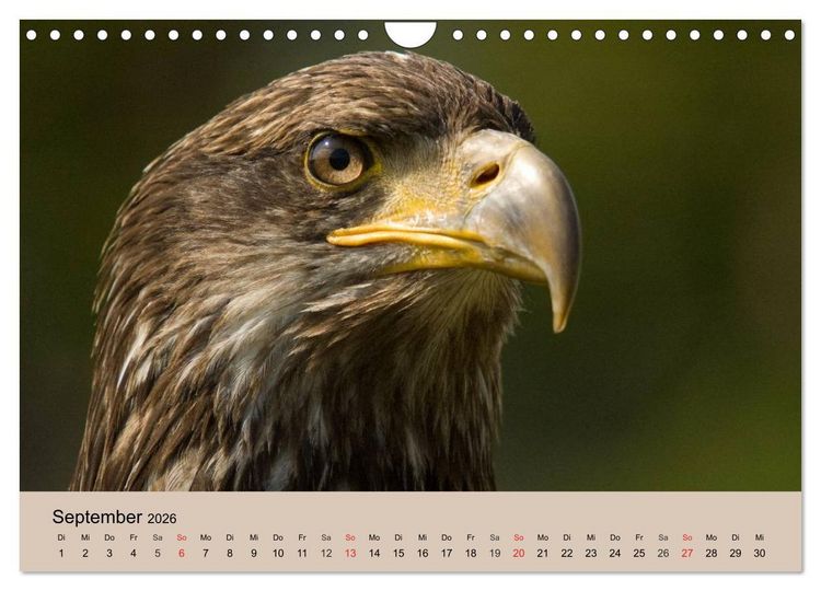Produktbild: Der Steinadler. Majest&auml;tischer Greifvogel (Wandkalender 2026 DIN A4 quer), CALVENDO Monatskalender