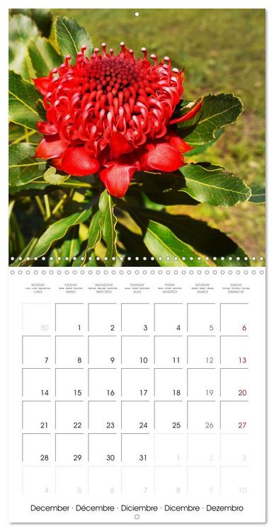 Produktbild: Madeira, Beauty of Nature (Wall Calendar 2026 12 &times; 12 Inch) CALVENDO 12 Month Wall Calendar