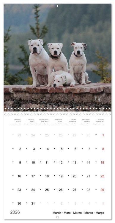 Produktbild: American Bulldog (Wall Calendar 2026 12 &times; 12 Inch) CALVENDO 12 Month Wall Calendar
