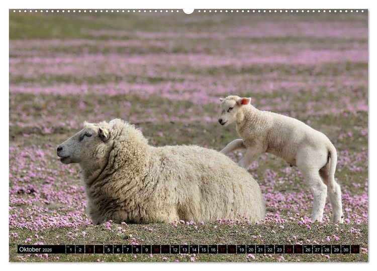 Produktbild: Schafe auf Sylt (hochwertiger Premium Wandkalender 2026 DIN A2 quer), Kunstdruck in Hochglanz