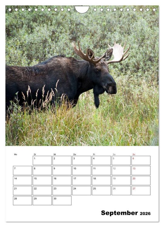 Produktbild: Yellowstone und Grand Tetons Nationalparks (Wandkalender 2026 DIN A4 hoch), CALVENDO Monatskalender