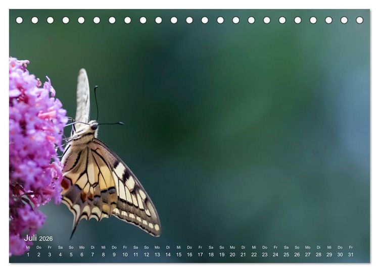 Produktbild: Eine Safari im Garten (Tischkalender 2026 DIN A5 quer), CALVENDO Monatskalender