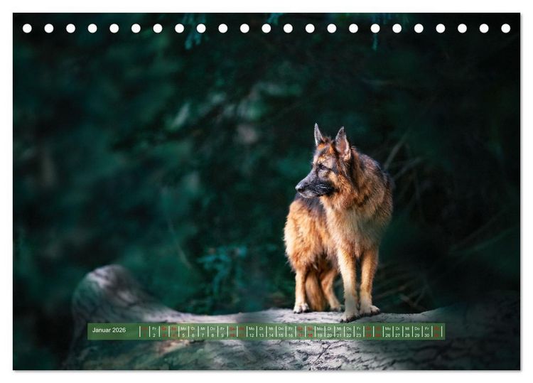 Produktbild: H&uuml;tehunde - H&uuml;ter der Herzen (Tischkalender 2026 DIN A5 quer), CALVENDO Monatskalender