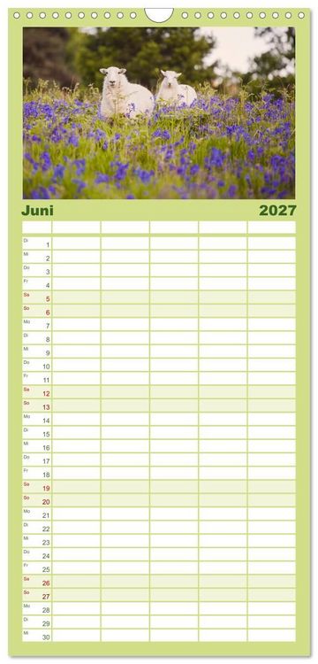 Produktbild: Familienplaner 2027 - Schafe - Weich und wollig mit 5 Spalten (Wandkalender, 21 x 45 cm) CALVENDO