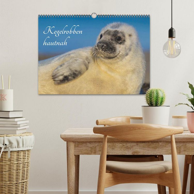 Produktbild: Kegelrobben hautnah (Wandkalender 2026 DIN A3 quer), CALVENDO Monatskalender