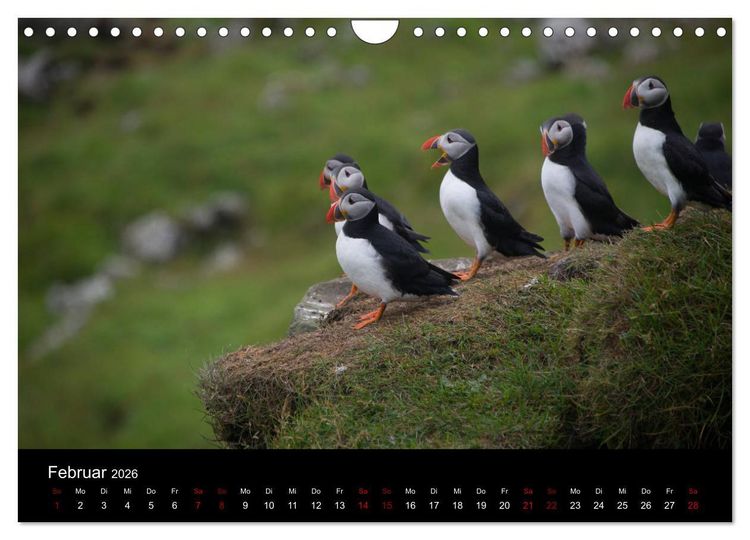 Produktbild: Puffins - V&ouml;gel des Nordens (Wandkalender 2026 DIN A4 quer), CALVENDO Monatskalender