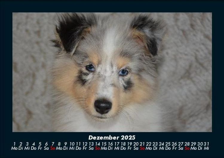 Produktbild: Hundezauber 2025 Fotokalender DIN A5