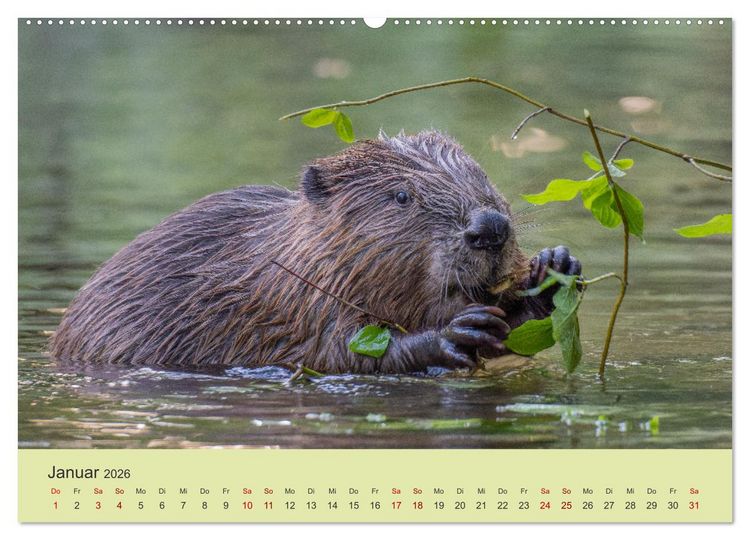 Produktbild: Faszination Biber (Wandkalender 2026 DIN A2 quer), CALVENDO Monatskalender