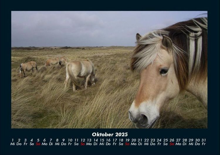 Produktbild: Pferdegefl&uuml;ster 2025 Fotokalender DIN A4