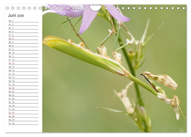 Produktbild: Faszinierendes Bulgarien (Wandkalender 2026 DIN A4 quer), CALVENDO Monatskalender