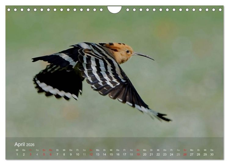 Produktbild: Wiedehopf (Wandkalender 2026 DIN A4 quer), CALVENDO Monatskalender