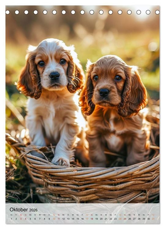 Produktbild: Cocker Spaniel - ein Hund f&uuml;r die Familie (Tischkalender 2026 DIN A5 hoch), CALVENDO Monatskalender
