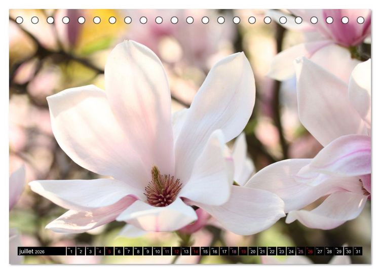 Produktbild: Magnolias en fleur (Calendrier de bureau 2026 DIN A5 vertical), CALVENDO calendrier mensuel