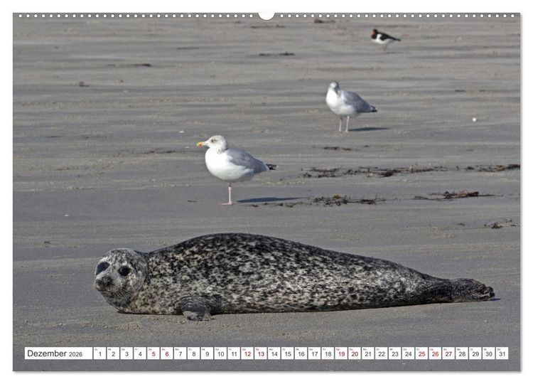 Produktbild: Helgoland - Hochseeinsel in der Nordsee (Wandkalender 2026 DIN A2 quer), CALVENDO Monatskalender