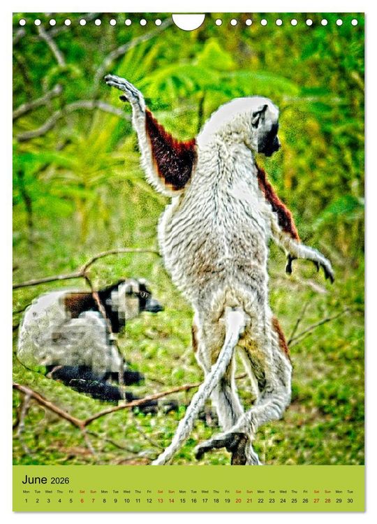 Produktbild: Adorable lemurs (Wall Calendar 2026 DIN A4 portrait), CALVENDO 12 Month Wall Calendar
