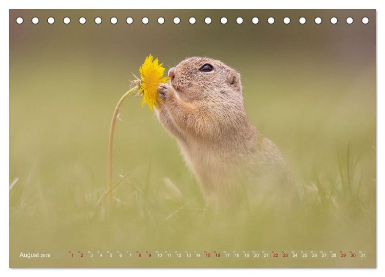 Produktbild: Zauberhafte Ziesel (Tischkalender 2026 DIN A5 quer), CALVENDO Monatskalender