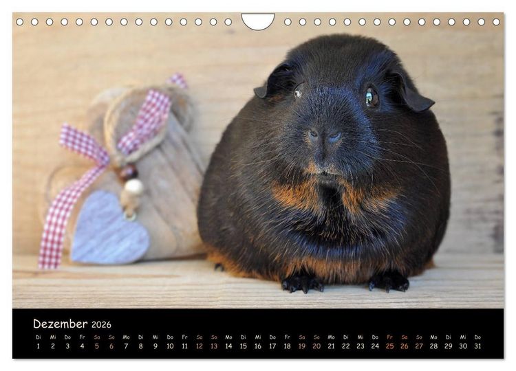 Produktbild: Meerschweinchen - Kleine s&uuml;&szlig;e Fellnasen (Wandkalender 2026 DIN A4 quer), CALVENDO Monatskalender