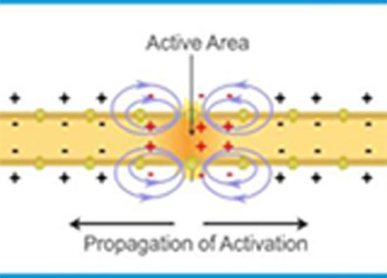 Produktbild: Velocity of Nerve Conduction