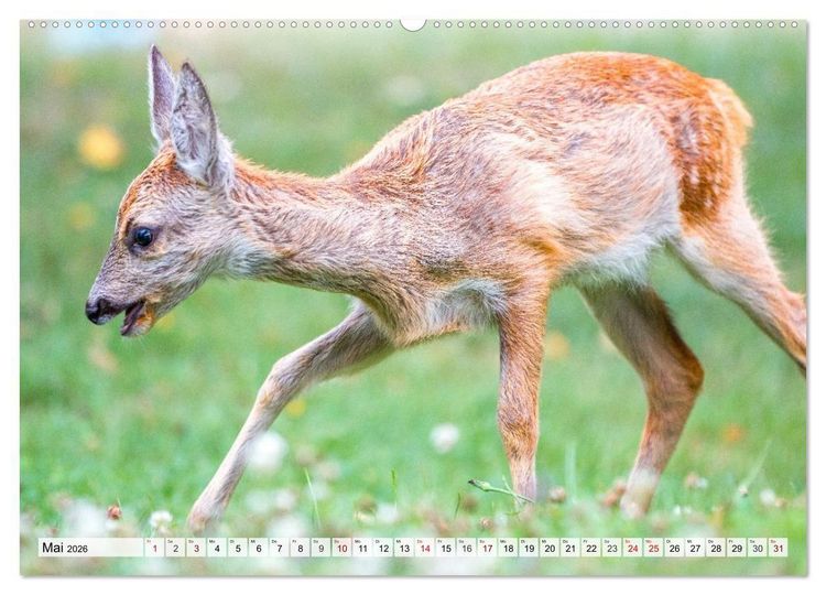 Produktbild: Rehe - Sanfte Waldbewohner (hochwertiger Premium Wandkalender 2026 DIN A2 quer), Kunstdruck in Hochglanz