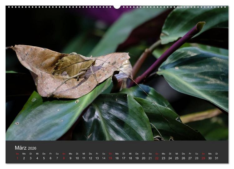 Produktbild: Costa Rica tierisch gut 2026 (hochwertiger Premium Wandkalender 2026 DIN A2 quer), Kunstdruck in Hochglanz