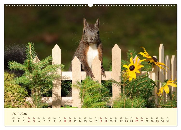 Produktbild: Eichh&ouml;rnchen - zauberhaft verspielt (hochwertiger Premium Wandkalender 2026 DIN A2 quer), Kunstdruck in Hochglanz