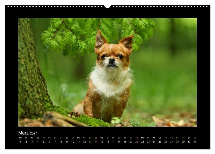 Produktbild: MIXlinge (hochwertiger Premium Wandkalender 2027 DIN A2 quer), Kunstdruck in Hochglanz