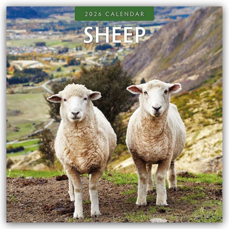 Produktbild: Sheep – Schafe 2026 – 16-Monatskalender