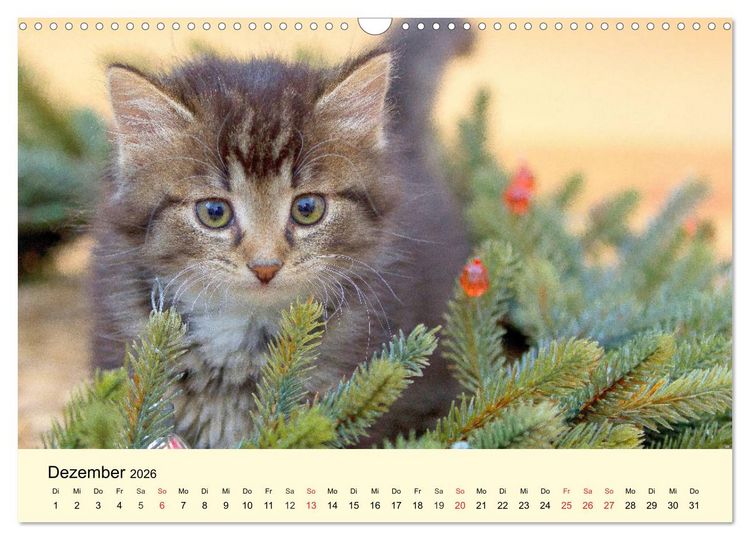 Produktbild: Putzige Katzenkinder. Drollige K&auml;tzchen entdecken die Welt! (Wandkalender 2026 DIN A3 quer), CALVENDO Monatskalender
