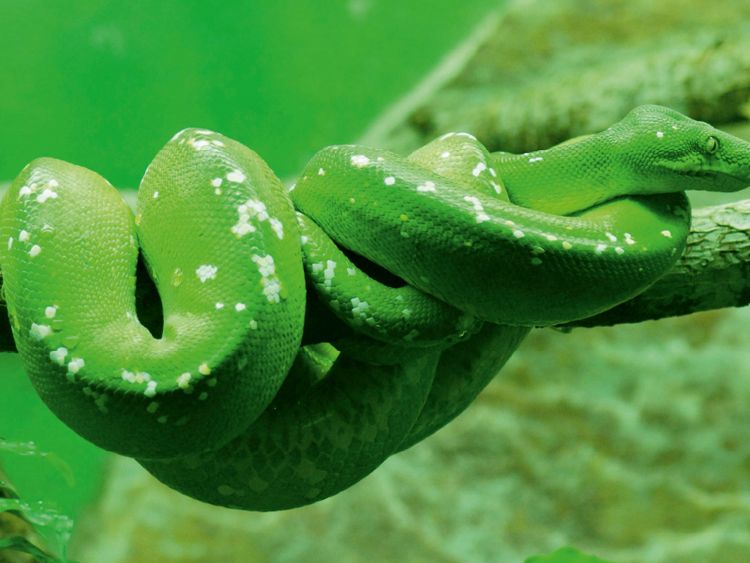Produktbild: CALVENDO Puzzle Gr&uuml;ne Baumpython (Morelia viridis) 1000 Teile Lege-Gr&ouml;&szlig;e 64 x 48 cm Foto-Puzzle Bild von kattobello