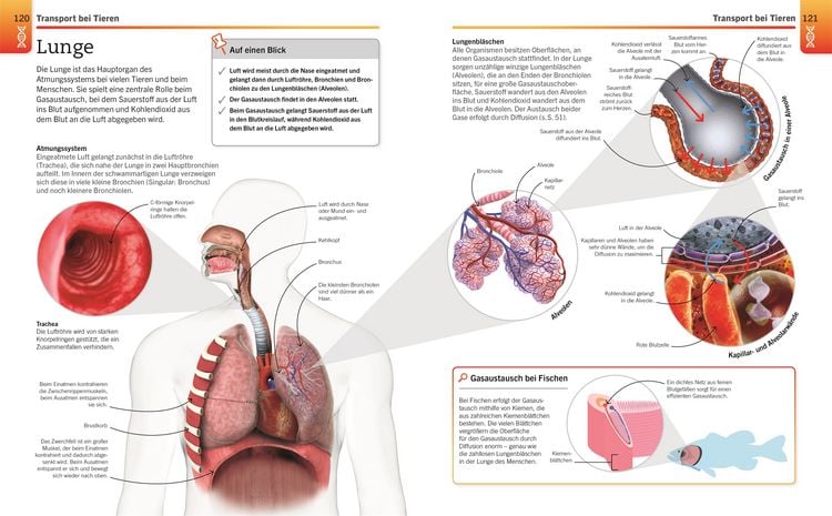 Produktbild: Visuelles Wissen. Biologie