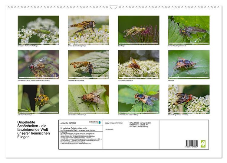 Produktbild: Ungeliebte Sch&ouml;nheiten - die faszinierende Welt unserer heimischen Fliegen (Wandkalender 2026 DIN A2 quer), CALVENDO Monatskalender
