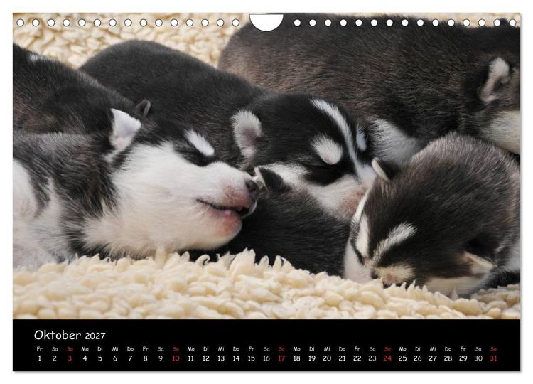 Produktbild: Huskys - Traumhunde (Wandkalender 2027 DIN A4 quer), CALVENDO Monatskalender