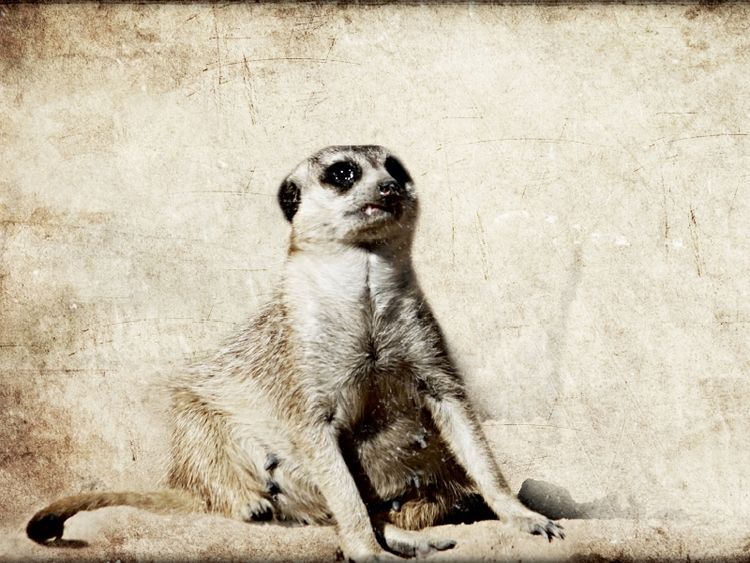 Produktbild: CALVENDO Puzzle EinzahnErdh&ouml;rnchen | 1000 Teile Lege-Gr&ouml;&szlig;e 64x48cm Foto-Puzzle f&uuml;r gl&uuml;ckliche Stunden