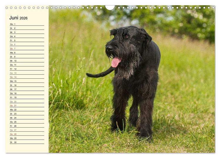 Produktbild: Treuer Freund Riesenschnauzer (Wandkalender 2026 DIN A3 quer), CALVENDO Monatskalender