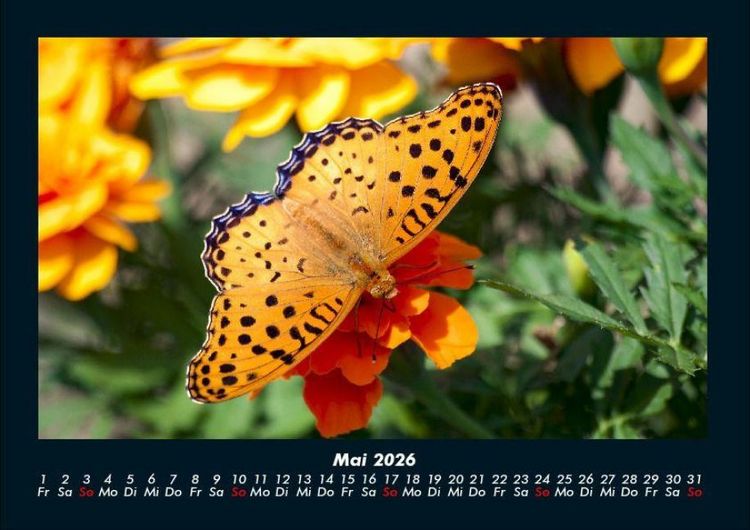Produktbild: Bunte Pracht der Schmetterlinge 2026 Fotokalender DIN A4