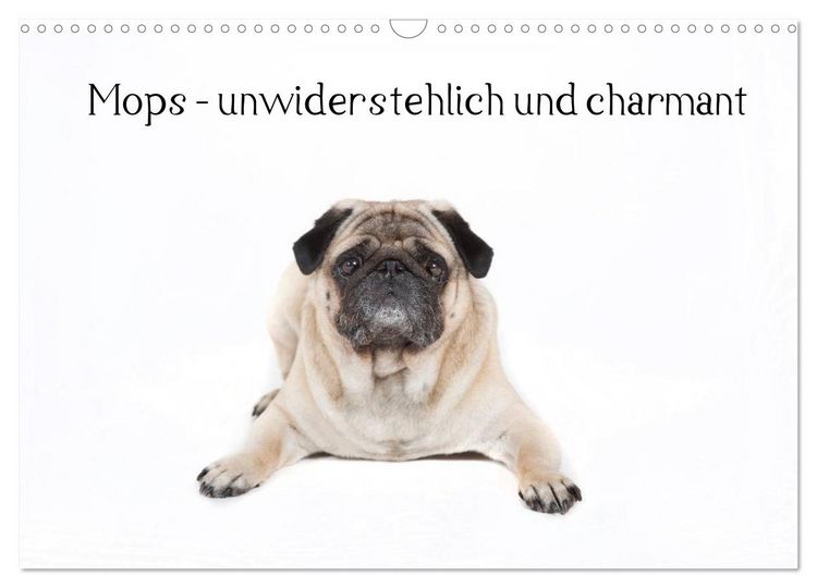 Produktbild: Mops - unwiderstehlich und charmant (Wandkalender 2026 DIN A3 quer), CALVENDO Monatskalender