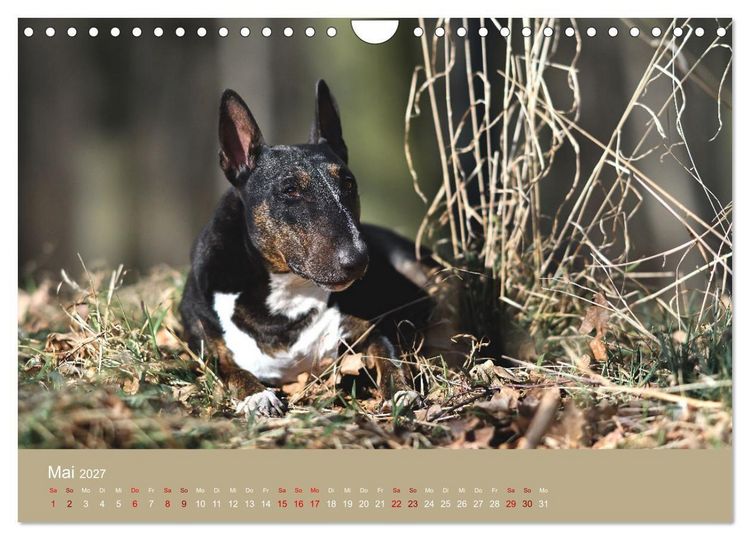 Produktbild: Fantastische Bullterrier - Sieger im Herzen (Wandkalender 2027 DIN A4 quer), CALVENDO Monatskalender