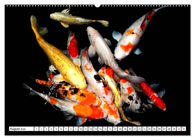 Produktbild: Koi Karpfen. Blickfang und Gl&uuml;cksbringer (hochwertiger Premium Wandkalender 2026 DIN A2 quer), Kunstdruck in Hochglanz