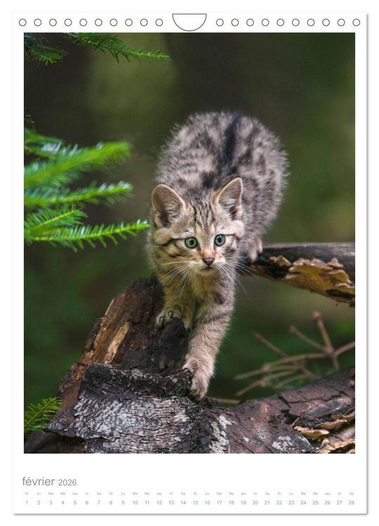Produktbild: Chats forestiers (Calendrier mural 2026 DIN A4 horizontal), CALVENDO calendrier mensuel