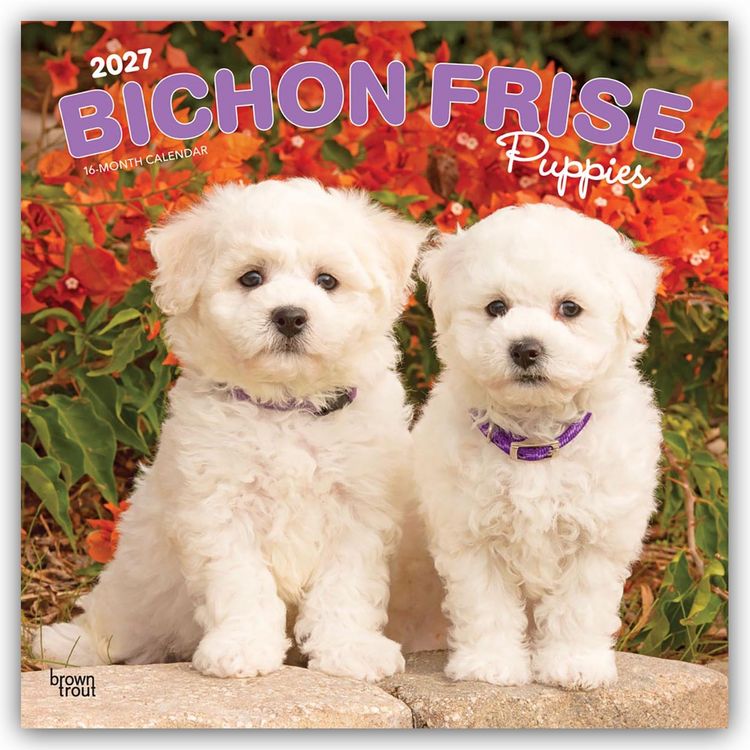 Produktbild: Bichon Fris&eacute; Puppies &ndash; Bichon Fris&eacute; Welpen 2027 &ndash; 16-Monatskalender