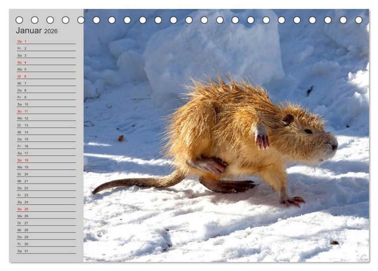 Produktbild: Wir sind die Stars am Wasser (Tischkalender 2026 DIN A5 quer), CALVENDO Monatskalender