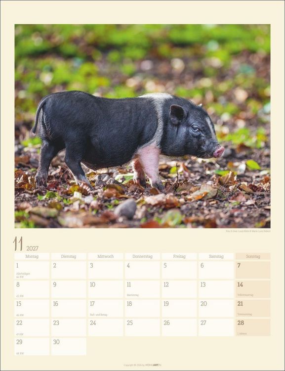 Produktbild: Schweinchen Kalender 2027