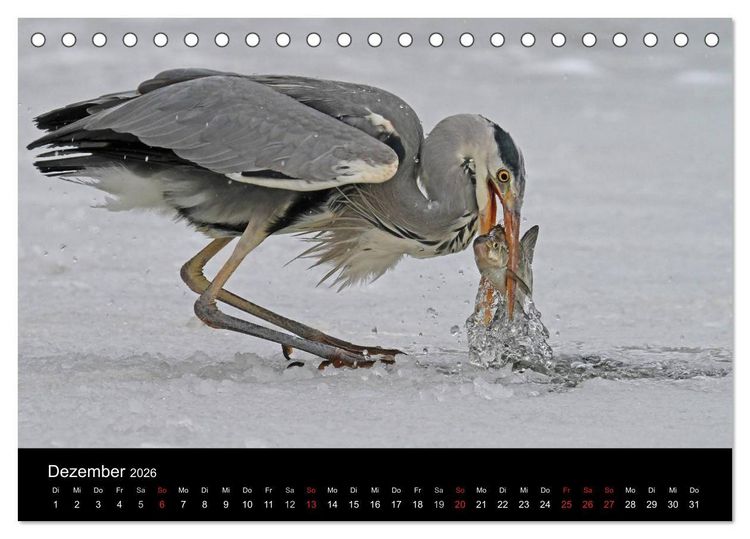 Produktbild: Aus dem Leben der Graureiher (Tischkalender 2026 DIN A5 quer), CALVENDO Monatskalender