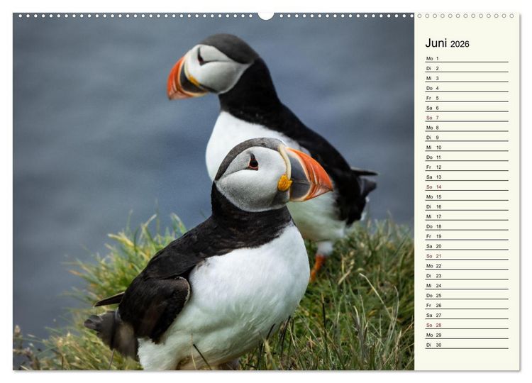 Produktbild: Die Papageientaucher von Island (hochwertiger Premium Wandkalender 2026 DIN A2 quer), Kunstdruck in Hochglanz